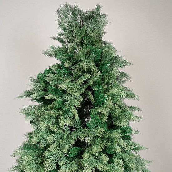 ΔΕΝΤΡΟ ΕΛΑΤΟ, ΠΟΡΤΟΓΑΛΙΑ, 220cm